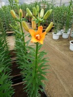 [4012 Orange Twin No101.JPG]